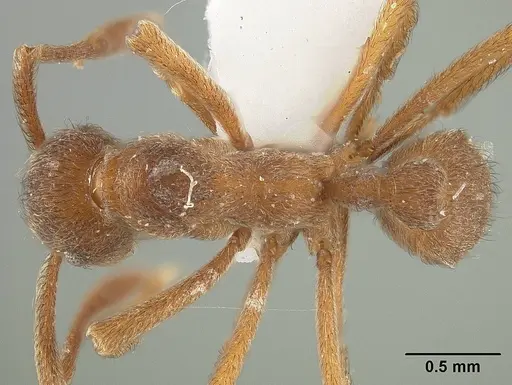 Apterostigma pilosum specimen USNMENT01124246 image usnment01124246_1