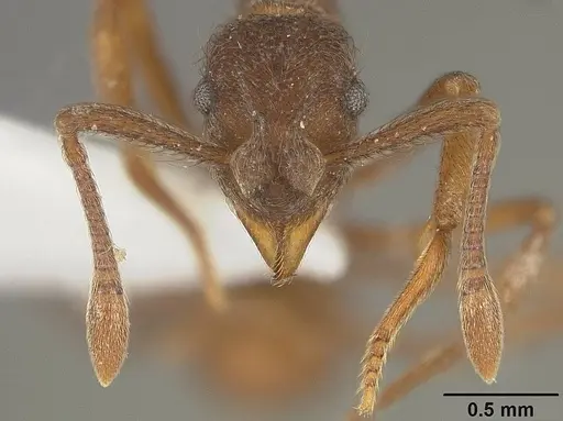 Apterostigma pilosum specimen USNMENT01124246 image usnment01124246_2