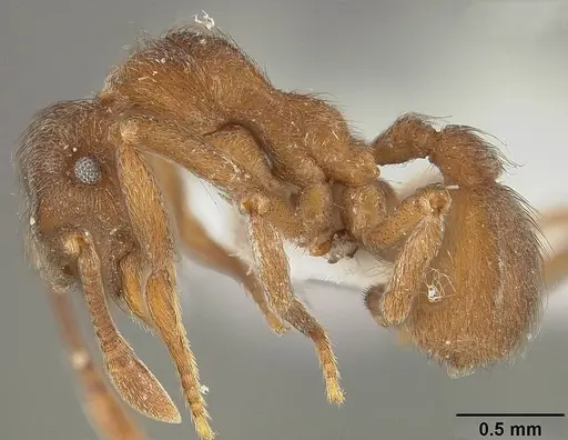 Apterostigma pilosum specimen USNMENT01124246 image usnment01124246_3