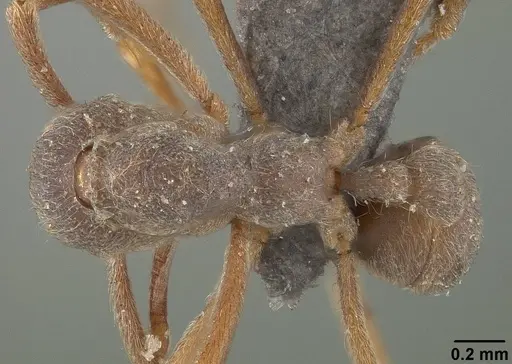 Apterostigma pilosum specimen USNMENT01124247 image usnment01124247_1