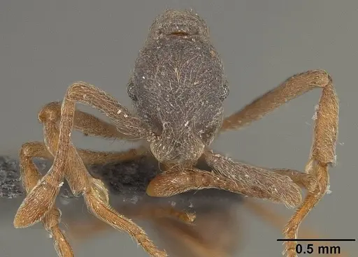 Apterostigma pilosum specimen USNMENT01124247 image usnment01124247_2