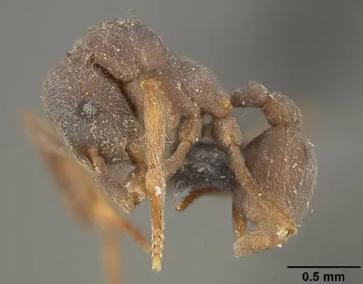 Apterostigma pilosum specimen USNMENT01124247 image usnment01124247_3