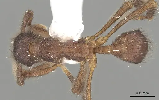 Apterostigma reburrum specimen CASENT0901686 image casent0901686_1