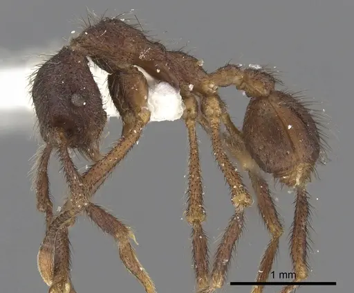 Apterostigma reburrum specimen CASENT0901686 image casent0901686_3