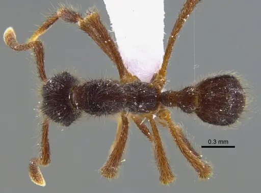 Apterostigma reburrum specimen IAVH-E-222570 image iavh-e-222570_1