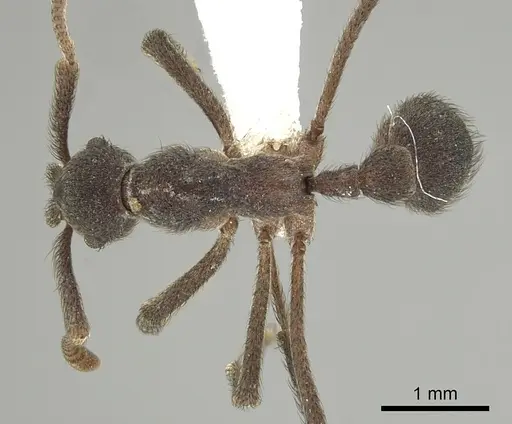 Apterostigma robustum specimen CASENT0613713 image casent0613713_1