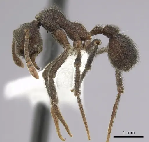 Apterostigma robustum specimen CASENT0613713 image casent0613713_3