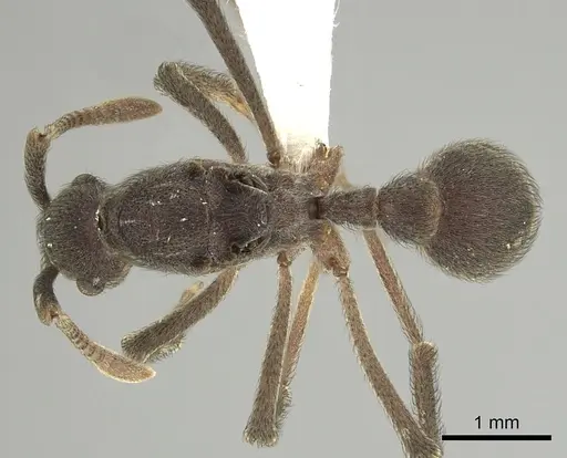 Apterostigma robustum specimen CASENT0619659 image casent0619659_1