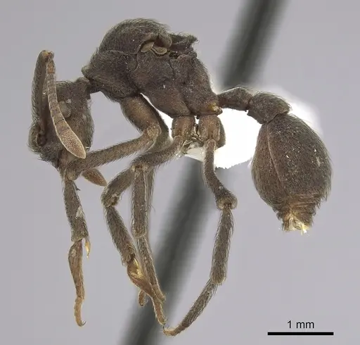 Apterostigma robustum specimen CASENT0619659 image casent0619659_3