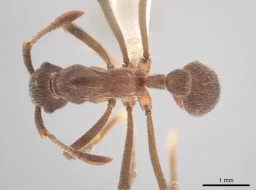 Apterostigma robustum specimen CASENT0619912 image casent0619912_1