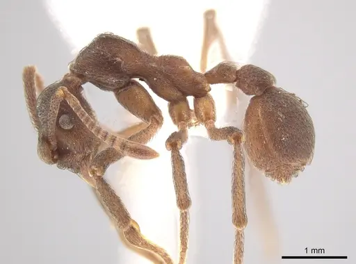 Apterostigma robustum specimen CASENT0619912 image casent0619912_3