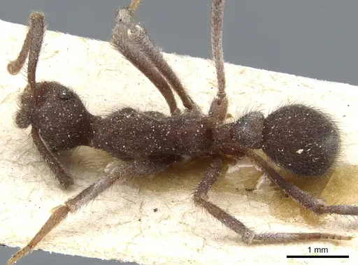 Apterostigma robustum specimen CASENT0904977 image casent0904977_1
