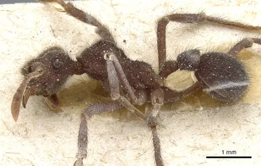 Apterostigma robustum specimen CASENT0904977 image casent0904977_3