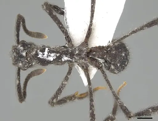 Apterostigma robustum specimen CASENT0922047 image casent0922047_1