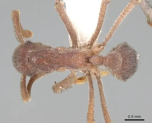 Apterostigma robustum specimen CASENT0922048 image casent0922048_1