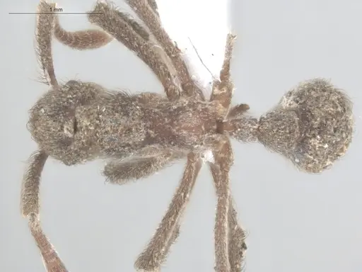 Apterostigma robustum specimen ECOFOG-SL13-1307-11 image ecofog-sl13-1307-11_1