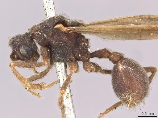 Apterostigma scutellare specimen CASENT0909365 image casent0909365_3
