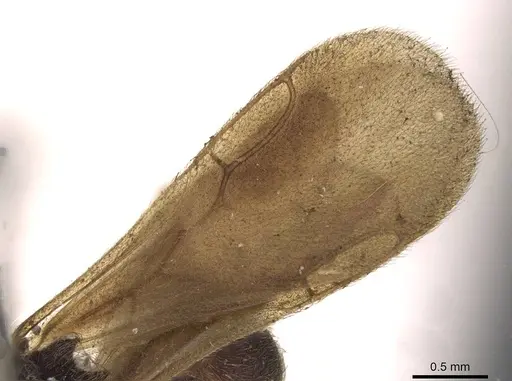 Apterostigma scutellare specimen CASENT0909365 image casent0909365_4