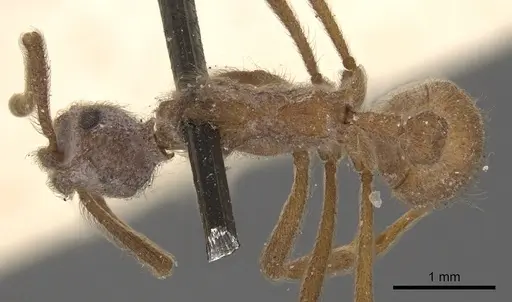 Apterostigma serratum specimen CASENT0901688 image casent0901688_1