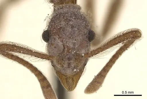 Apterostigma serratum specimen CASENT0901688 image casent0901688_2
