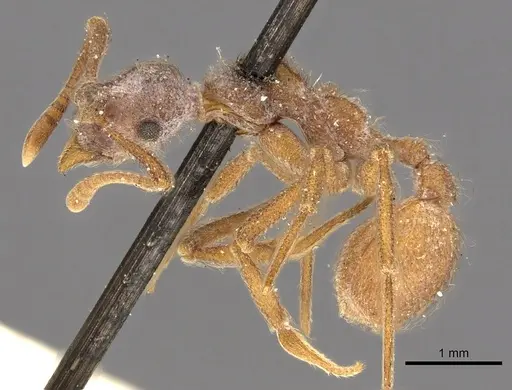 Apterostigma serratum specimen CASENT0901688 image casent0901688_3