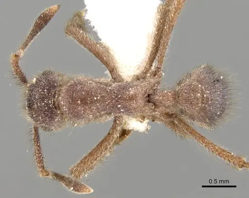 Apterostigma steigeri specimen CASENT0281777 image casent0281777_1