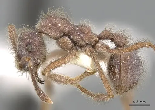 Apterostigma steigeri specimen CASENT0281777 image casent0281777_3