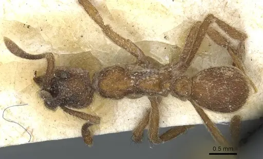 Apterostigma steigeri specimen CASENT0912485 image casent0912485_1