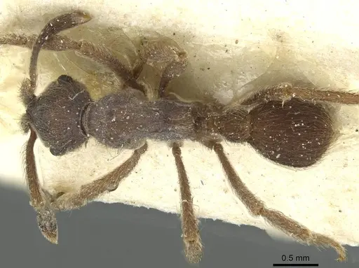 Apterostigma steigeri specimen CASENT0912487 image casent0912487_1