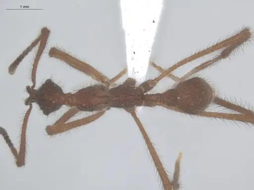 Apterostigma tachirense specimen ECOFOG-MI15-0281-15 image ecofog-mi15-0281-15_1