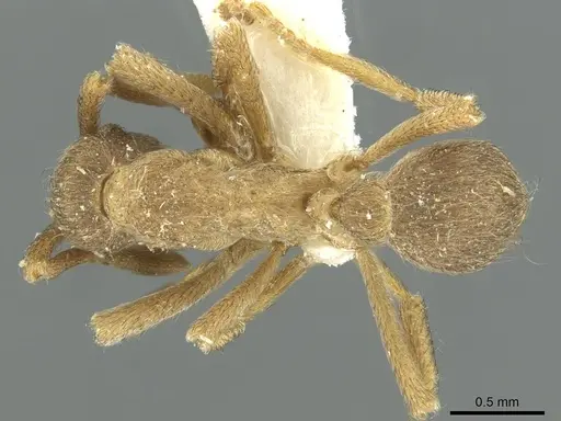 Apterostigma tramitis specimen CASENT0912489 image casent0912489_1