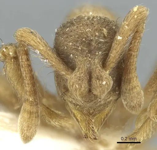 Apterostigma tramitis specimen CASENT0912489 image casent0912489_2