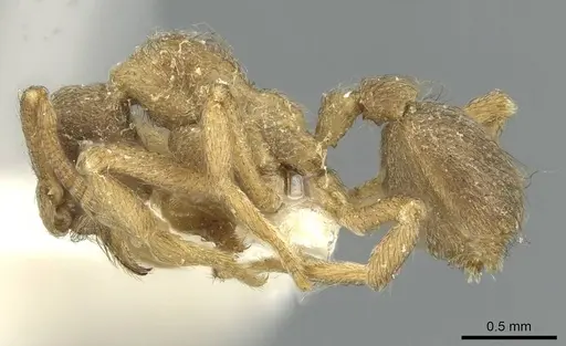 Apterostigma tramitis specimen CASENT0912489 image casent0912489_3