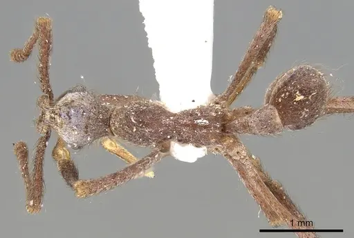 Apterostigma turgidum specimen CASENT0901684 image casent0901684_1