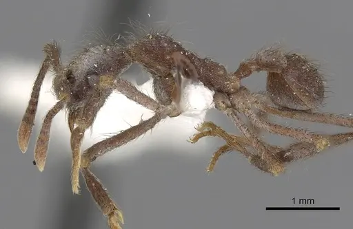Apterostigma turgidum specimen CASENT0901684 image casent0901684_3