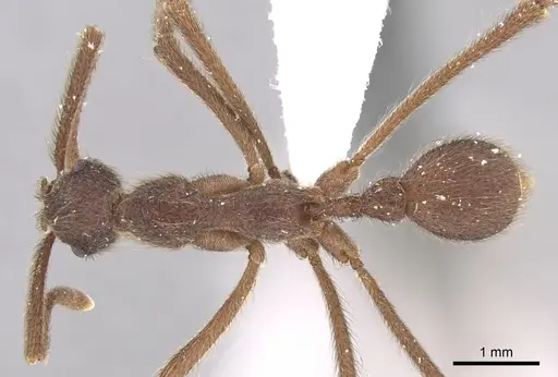 Apterostigma urichii specimen CASENT0281775 image casent0281775_1