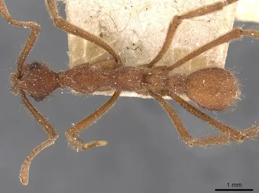 Apterostigma urichii specimen CASENT0909366 image casent0909366_1