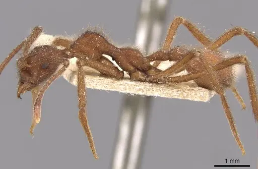 Apterostigma urichii specimen CASENT0909366 image casent0909366_3