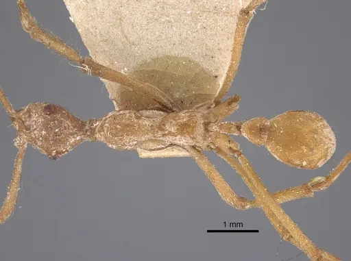 Apterostigma urichii specimen CASENT0917844 image casent0917844_1