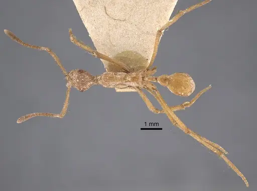 Apterostigma urichii specimen CASENT0917844 image casent0917844_2