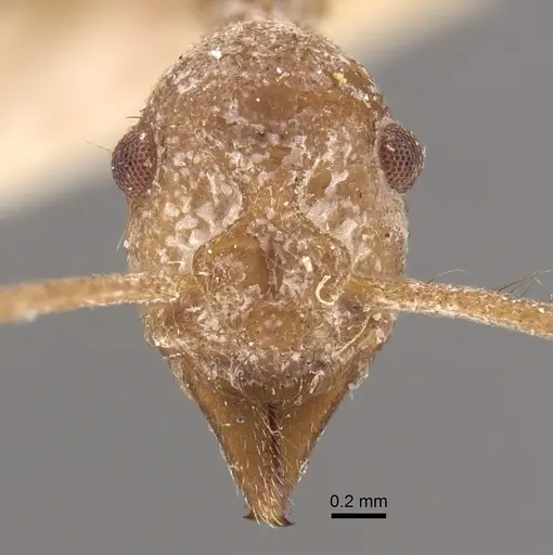 Apterostigma urichii specimen CASENT0917844 image casent0917844_3