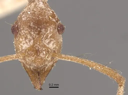 Apterostigma urichii specimen CASENT0917844 image casent0917844_4
