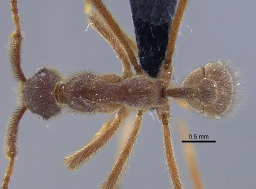 Apterostigma urichii specimen CBUMAGENT41896 image cbumagent41896_1