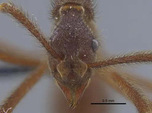 Apterostigma urichii specimen CBUMAGENT41896 image cbumagent41896_2
