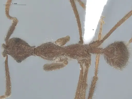 Apterostigma urichii specimen ECOFOG-KW14-0062-05 image ecofog-kw14-0062-05_1