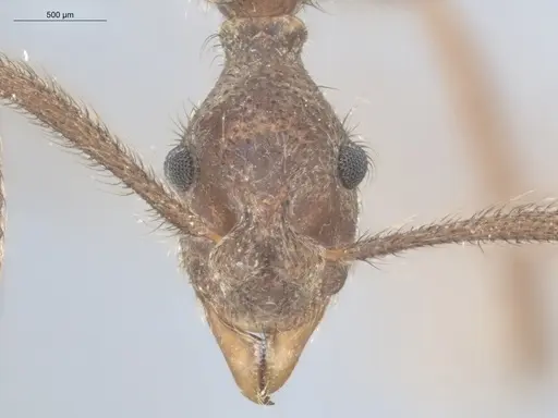 Apterostigma urichii specimen ECOFOG-KW14-0062-05 image ecofog-kw14-0062-05_2