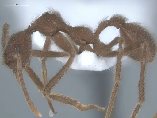 Apterostigma urichii specimen ECOFOG-MI15-0448-19 image ecofog-mi15-0448-19_3