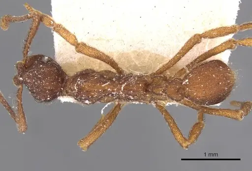 Apterostigma wasmannii specimen CASENT0909367 image casent0909367_1