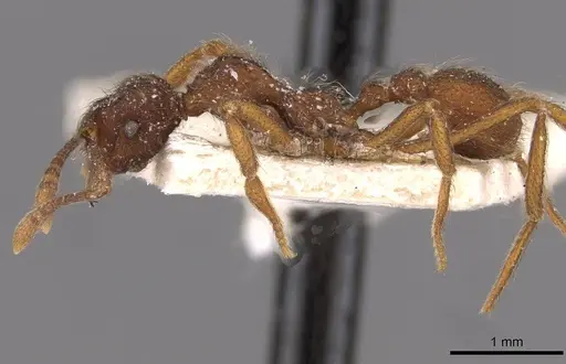 Apterostigma wasmannii specimen CASENT0909367 image casent0909367_3