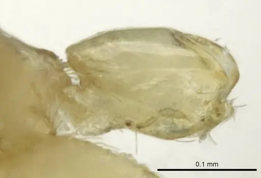 Aptinoma antongil specimen CASENT0418181 image casent0418181_1